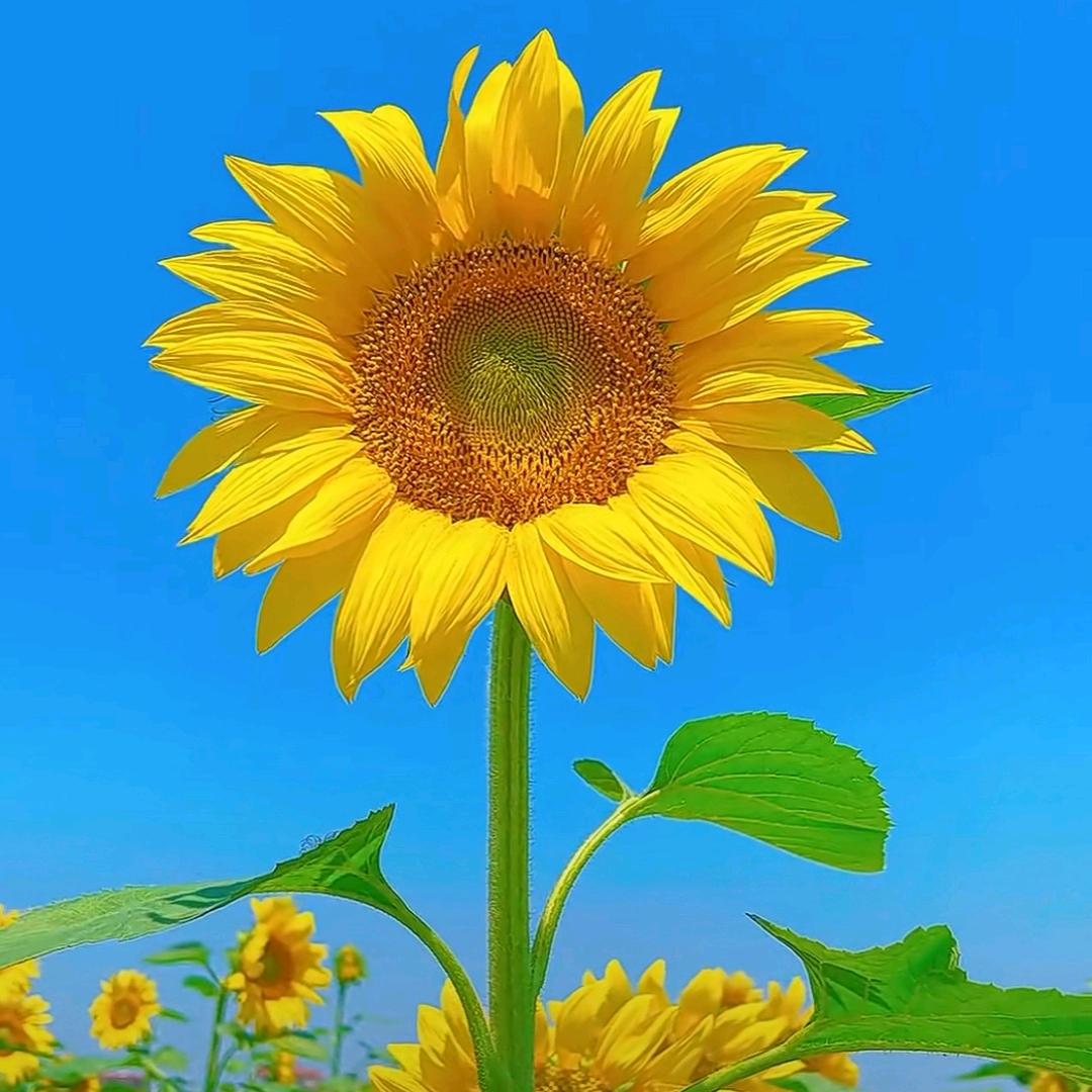 玲姐