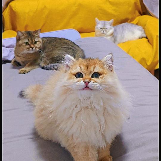 “元宝”来啦！