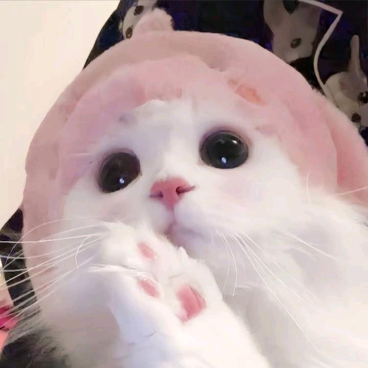 咪不理.