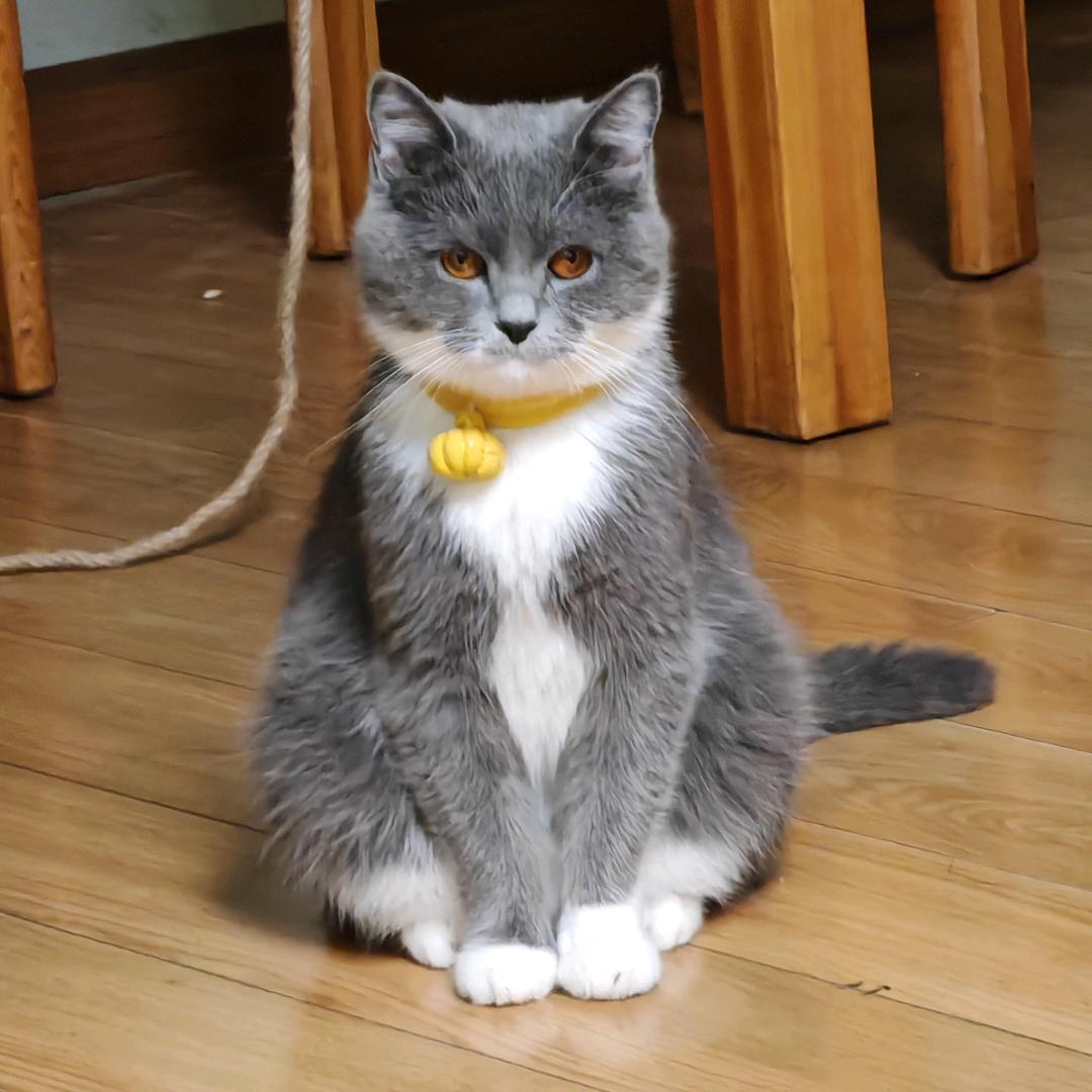 煤球胖成煤气罐