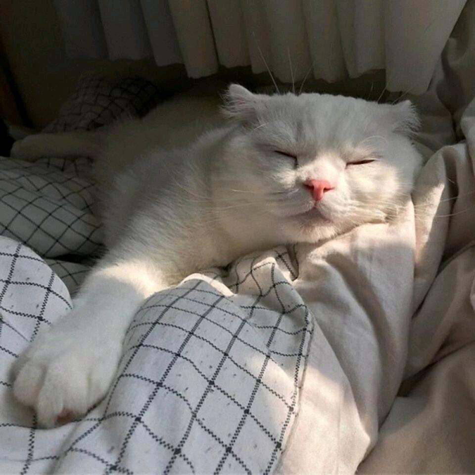 窝头