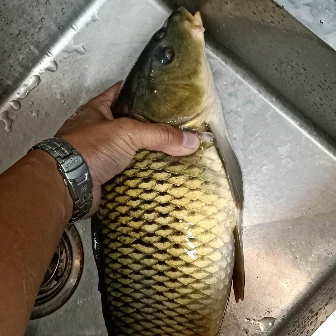 小五钓鱼     (努力涨粉中)