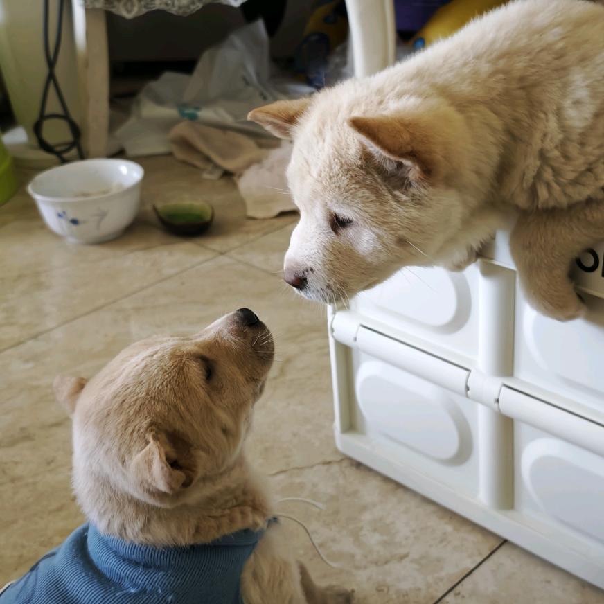 红猪花猪小米椒