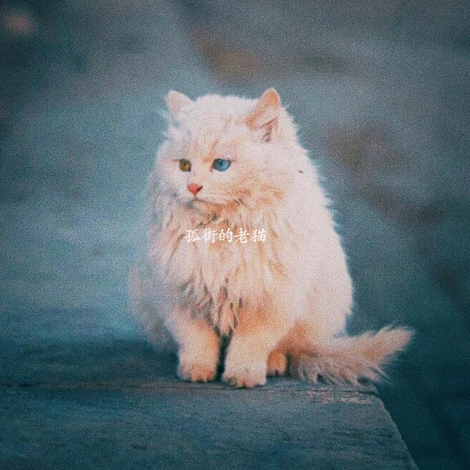 孤街的老猫