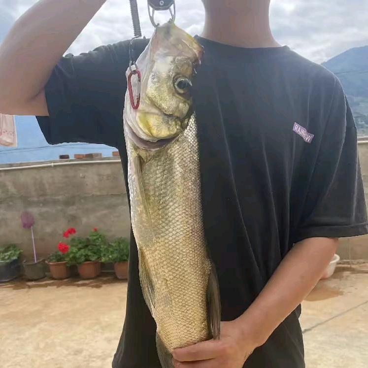 小尤路亚（初学者）