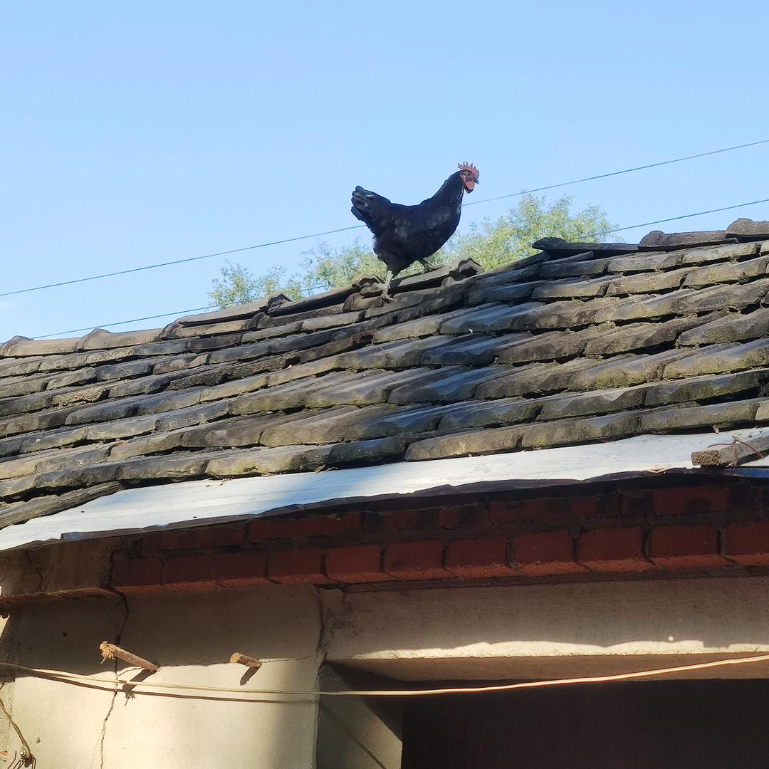 乡愁食香小助理