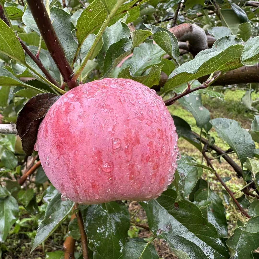 龙荣甄选