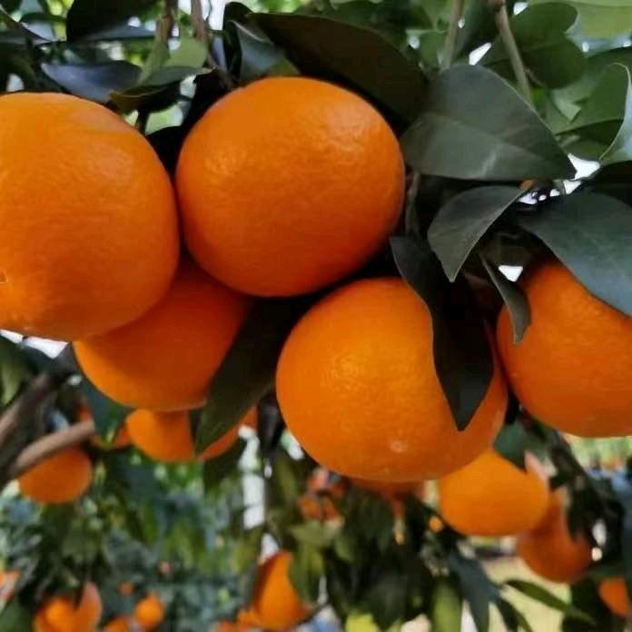 象山红美人柑橘1