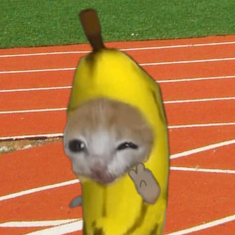 香蕉猫日记