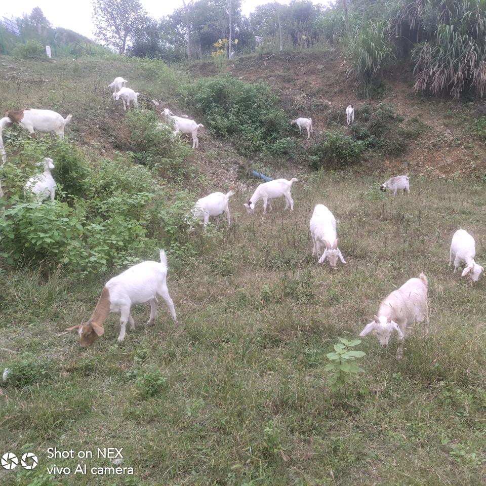 @80后新农人：王晖