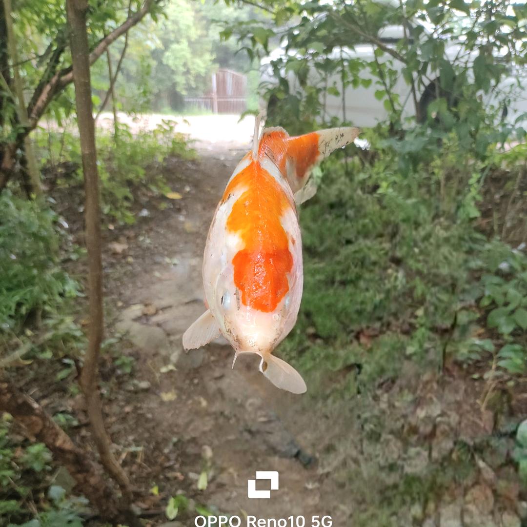 野钓小哥(இωஇ)没钱