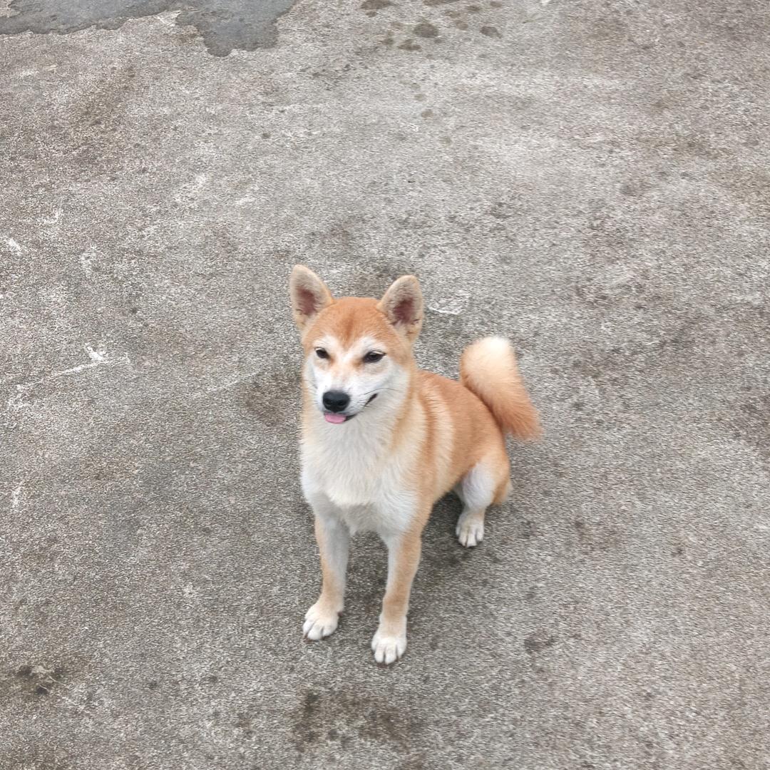 阿牛哥