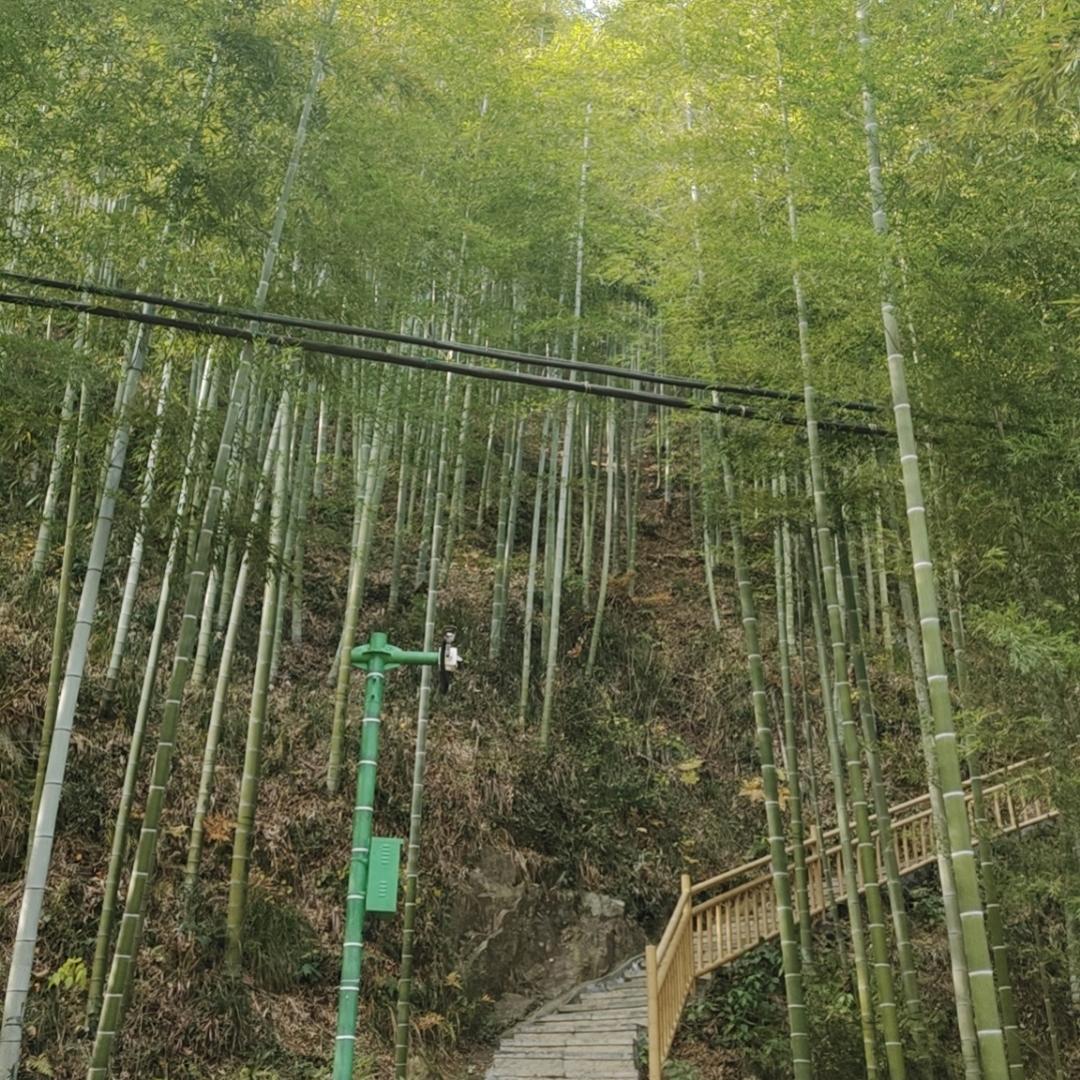 红梅