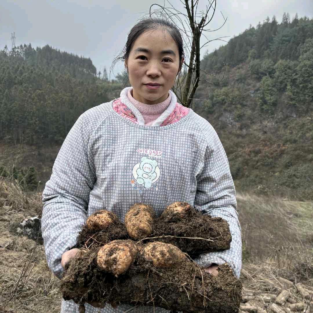 美美小草坝乌天麻产地店（小号）