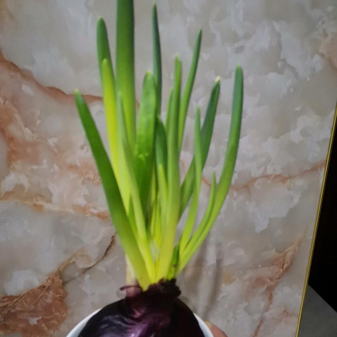 蝴蝶🍒🍒🍒🍒