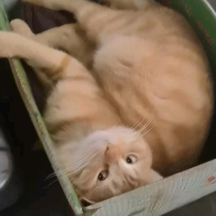 我是小猪蒙