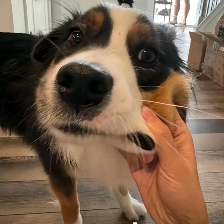 ʜᴀᴘᴘʏ̆̈ ～ 🐾