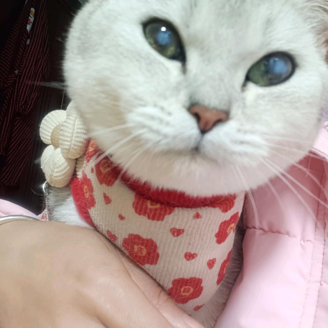 小鱼儿