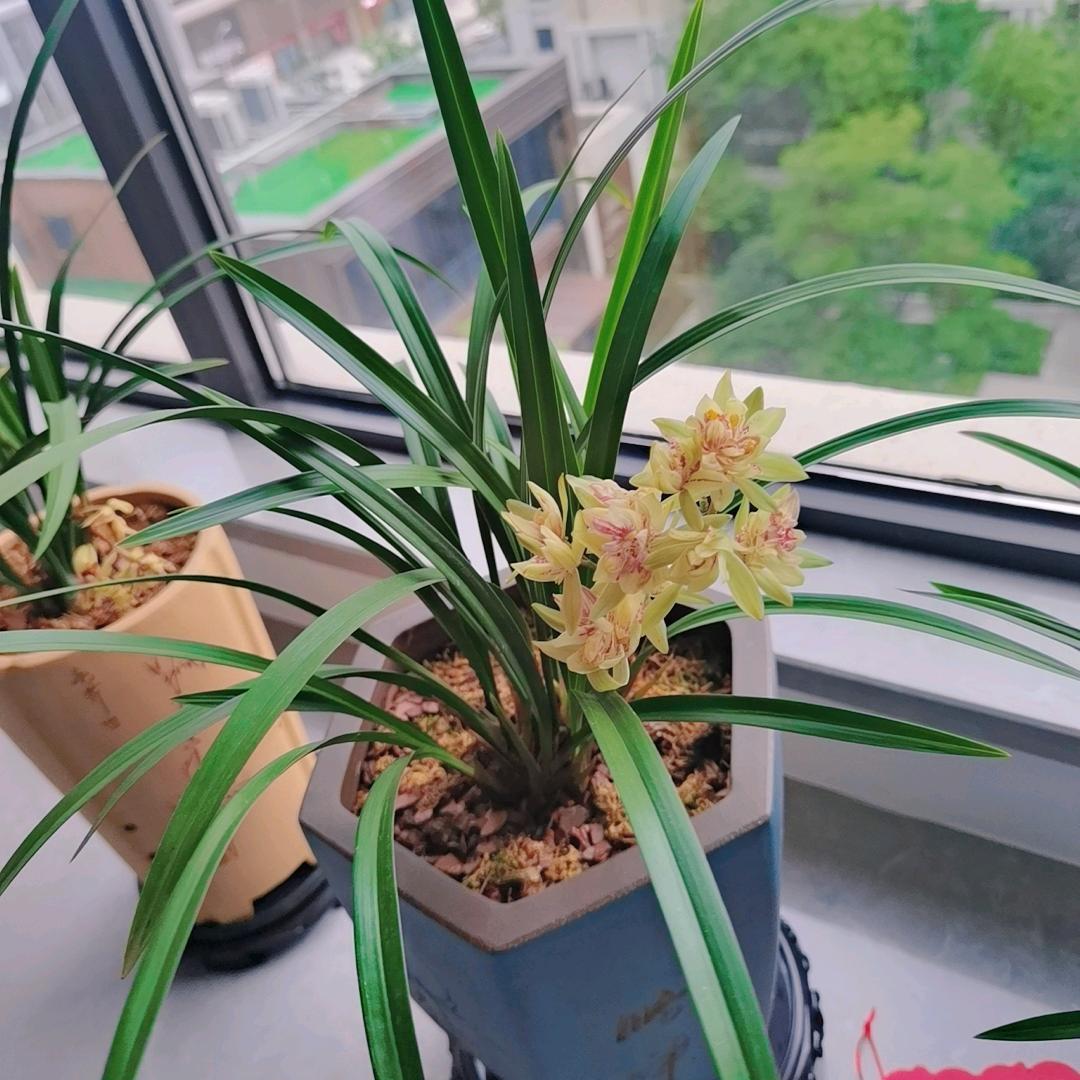 清若芷萱