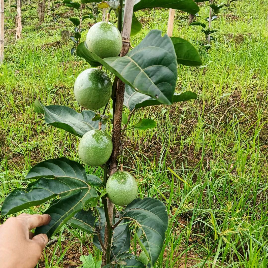 钦密九号百香果