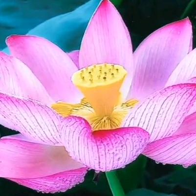 开心杨奶奶