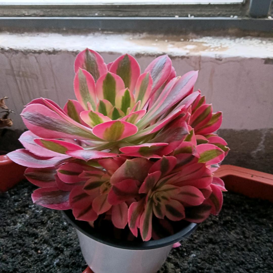 🥀一生🍎🍎安