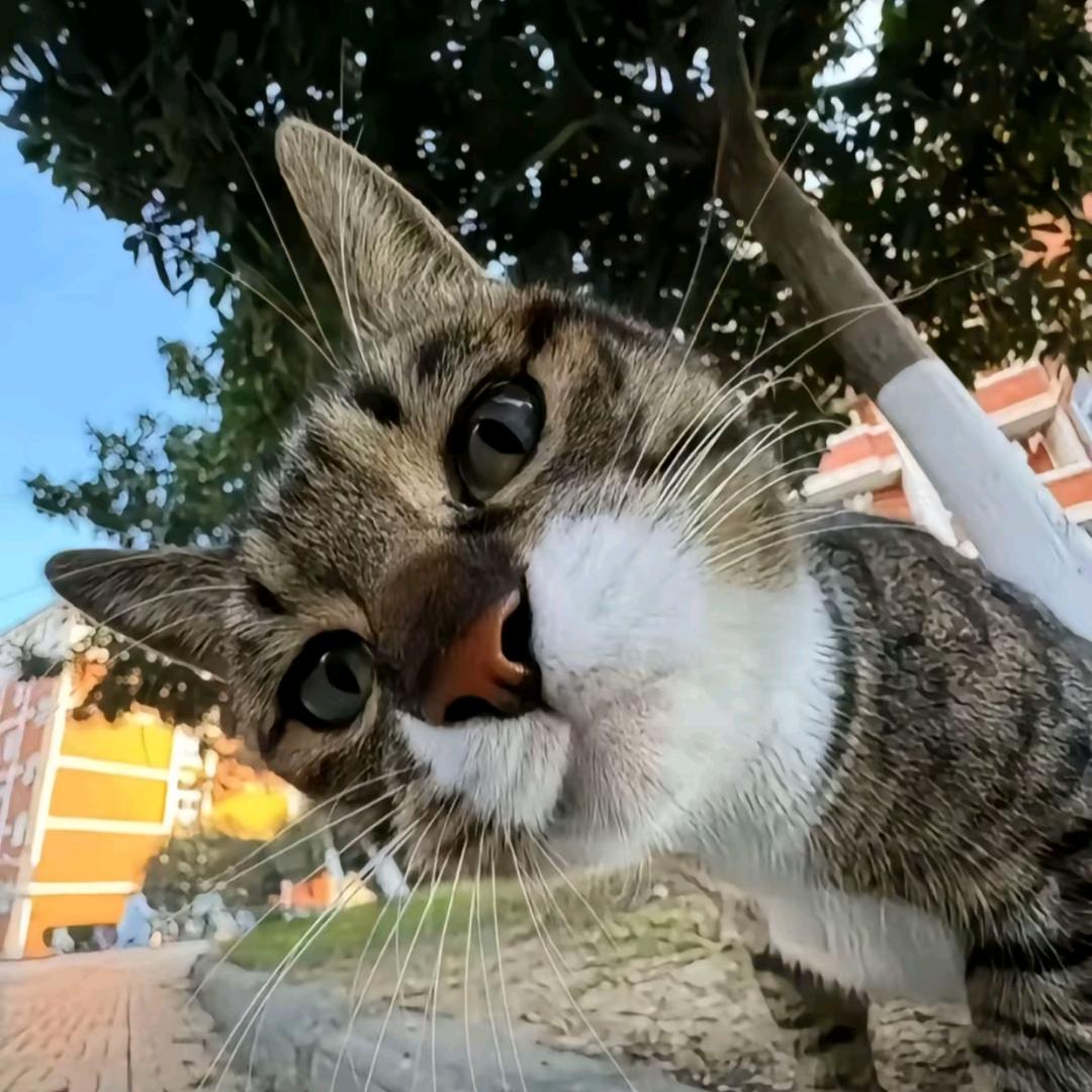 数码二叔ᵏᵃⁱ