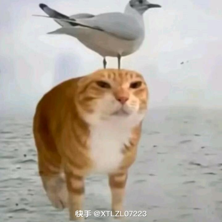 🌈 无乐意啊