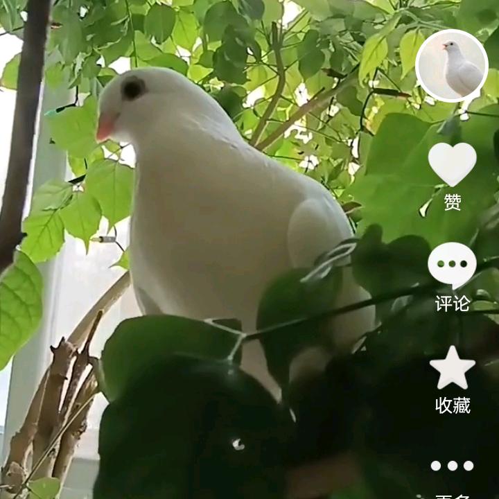 万物都有灵性，一切以善为本