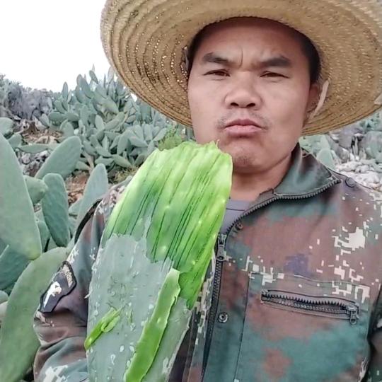 仙人掌杨哥