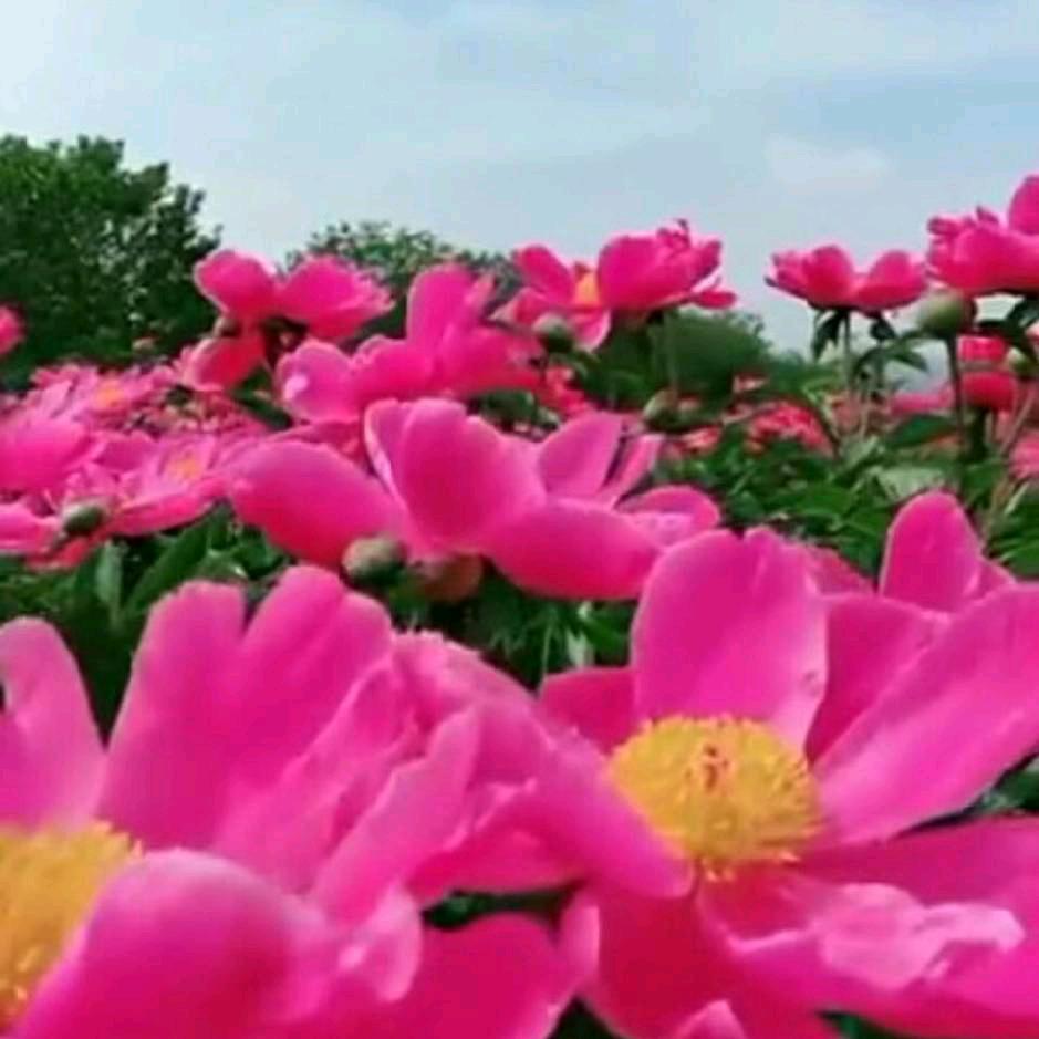 岁月静好🌺🌺🌺