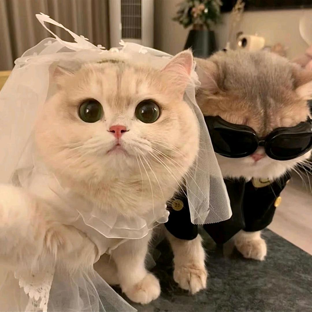 CliNGJie.wanghao--♡