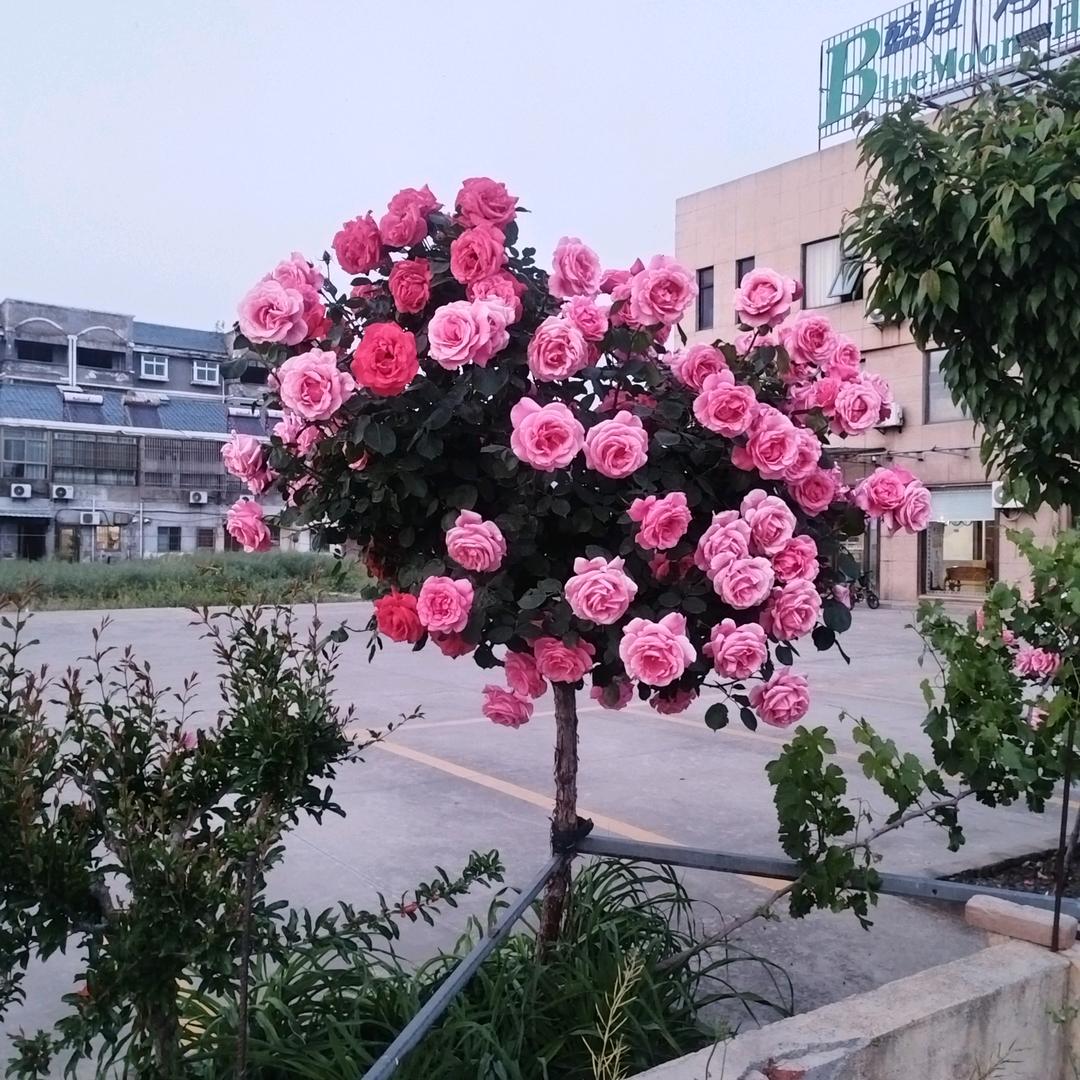 你好朋友1