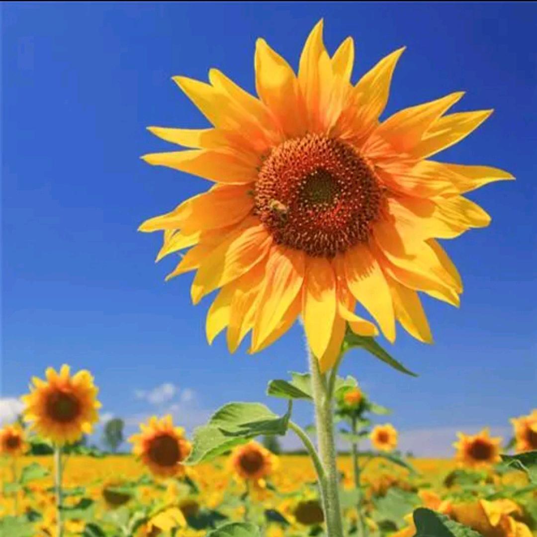 星姐要开心ړ࿐（拒私聊）