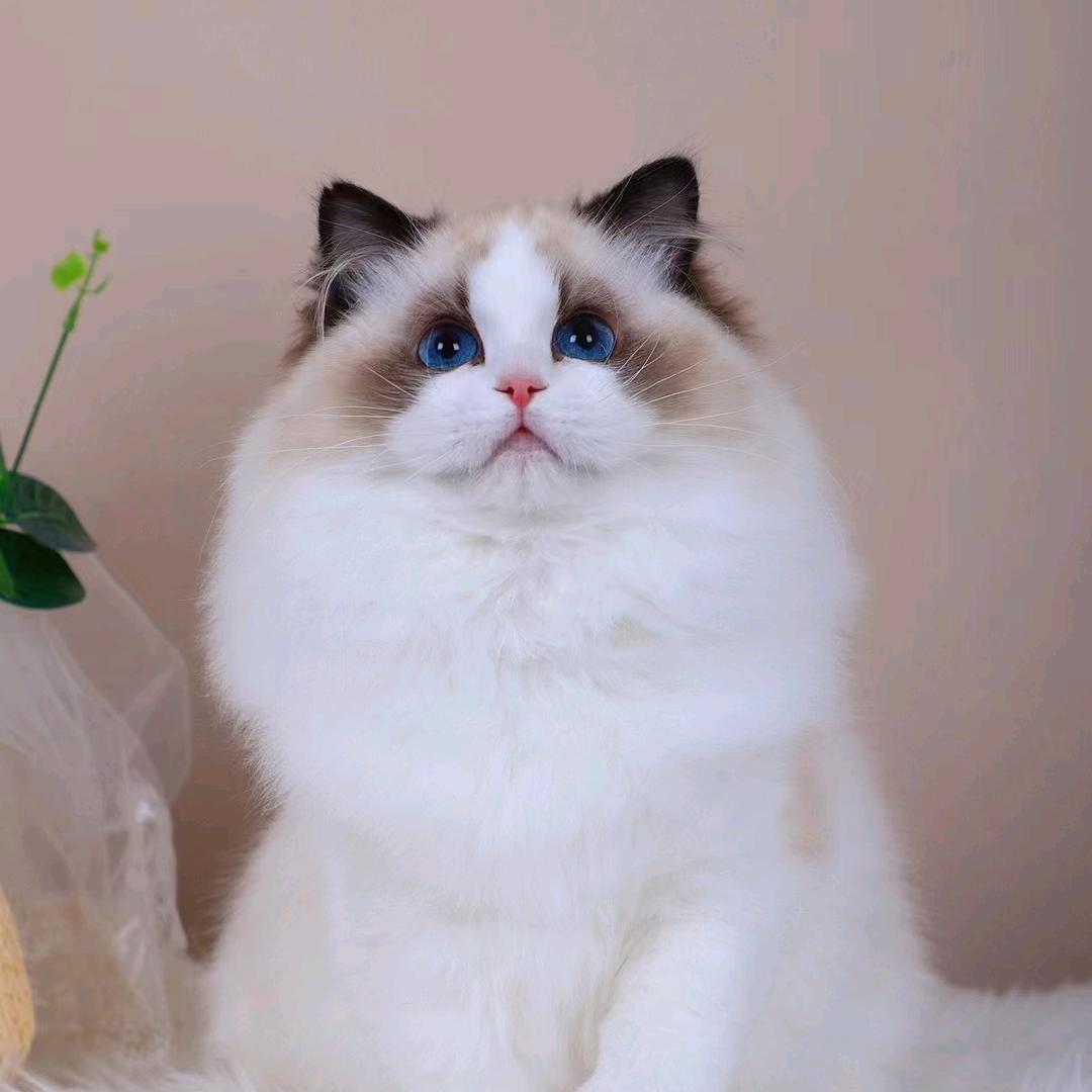 小无情