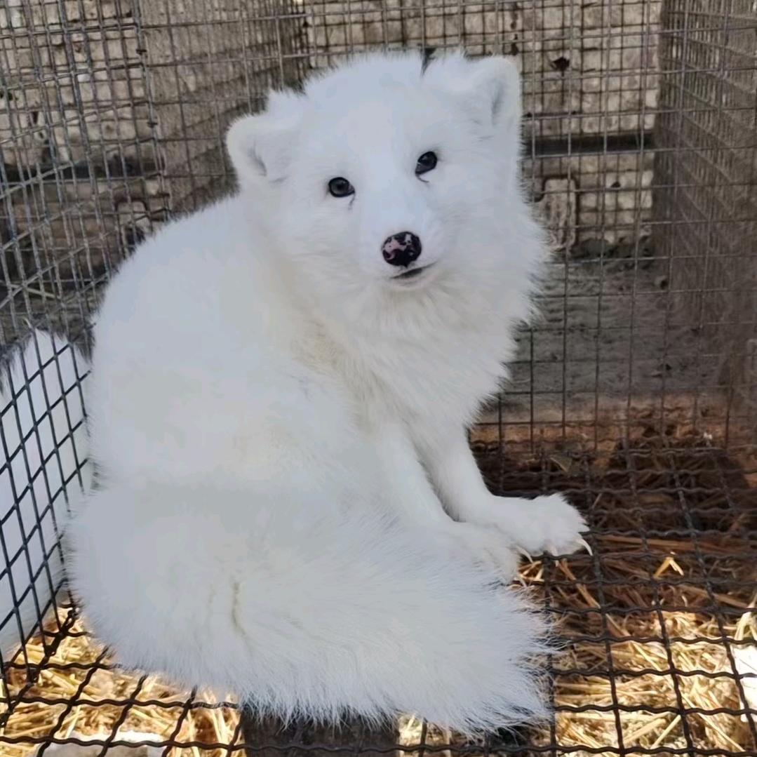 鼯林大萌主