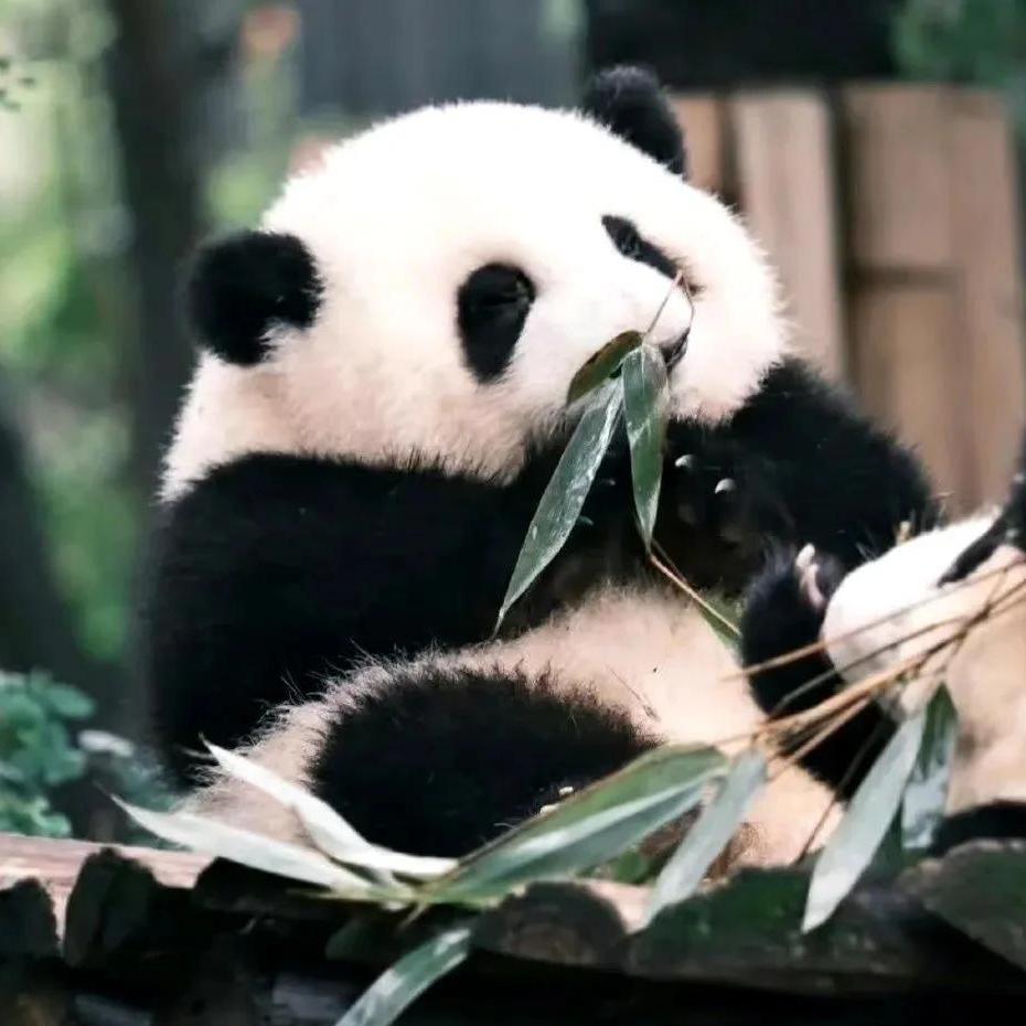 航拍小馒头