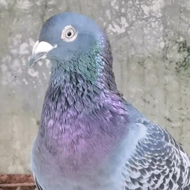 小生鸽业