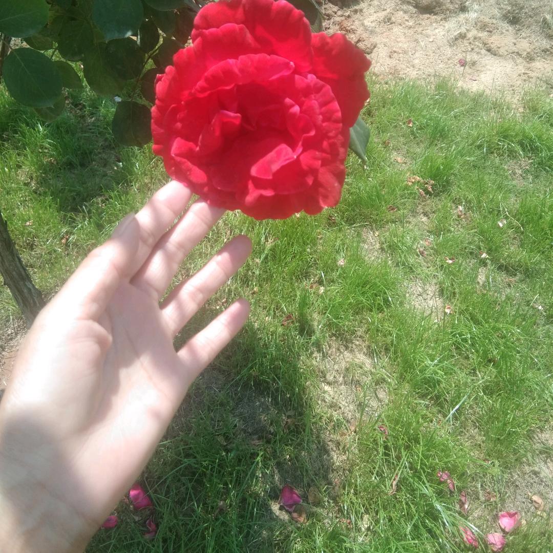 清风拂面，明月天涯