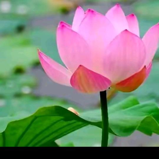 净莲张府结善缘