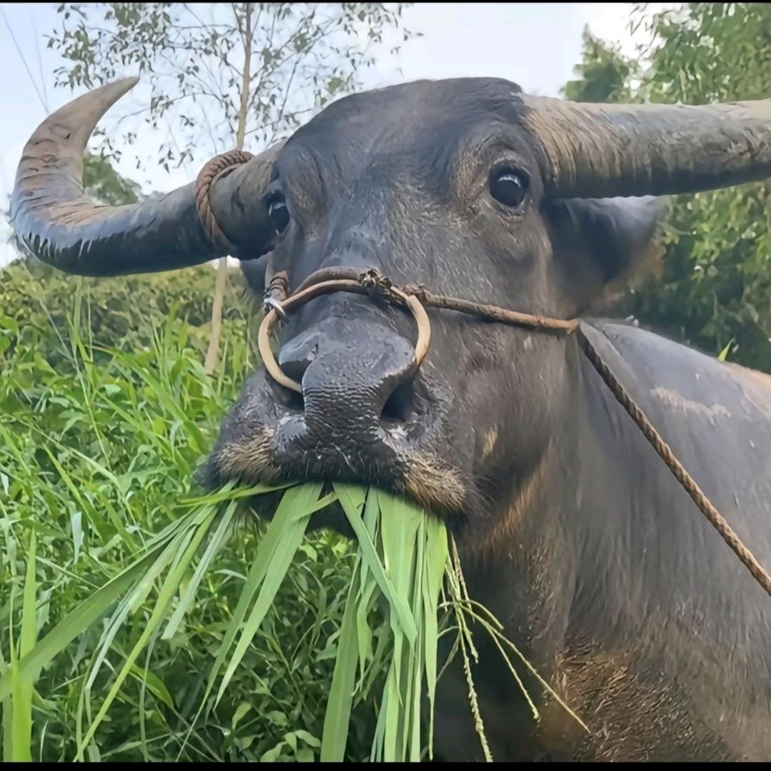 旷课太多导致学委以为我转专业了