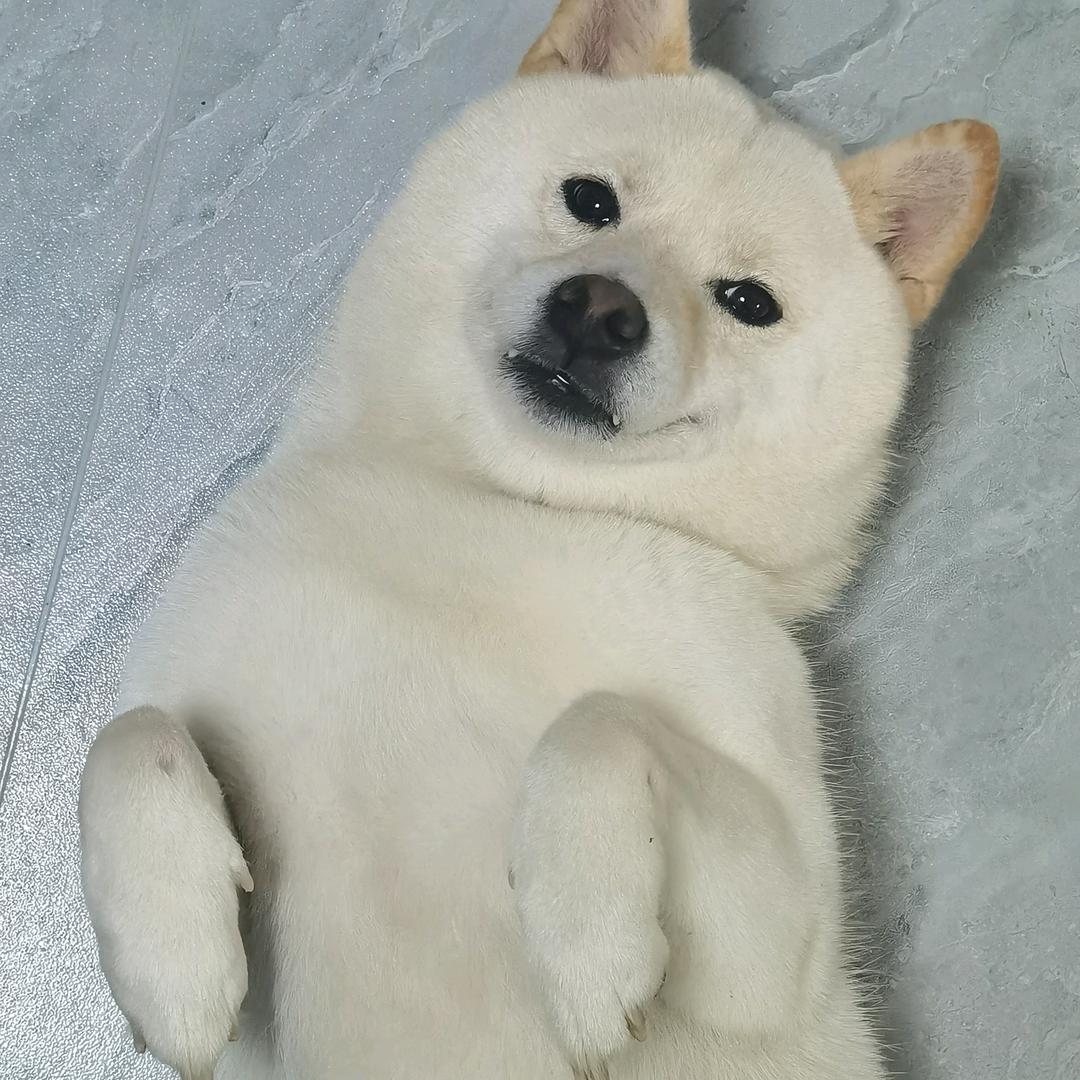 🐶白大胖宠物用品