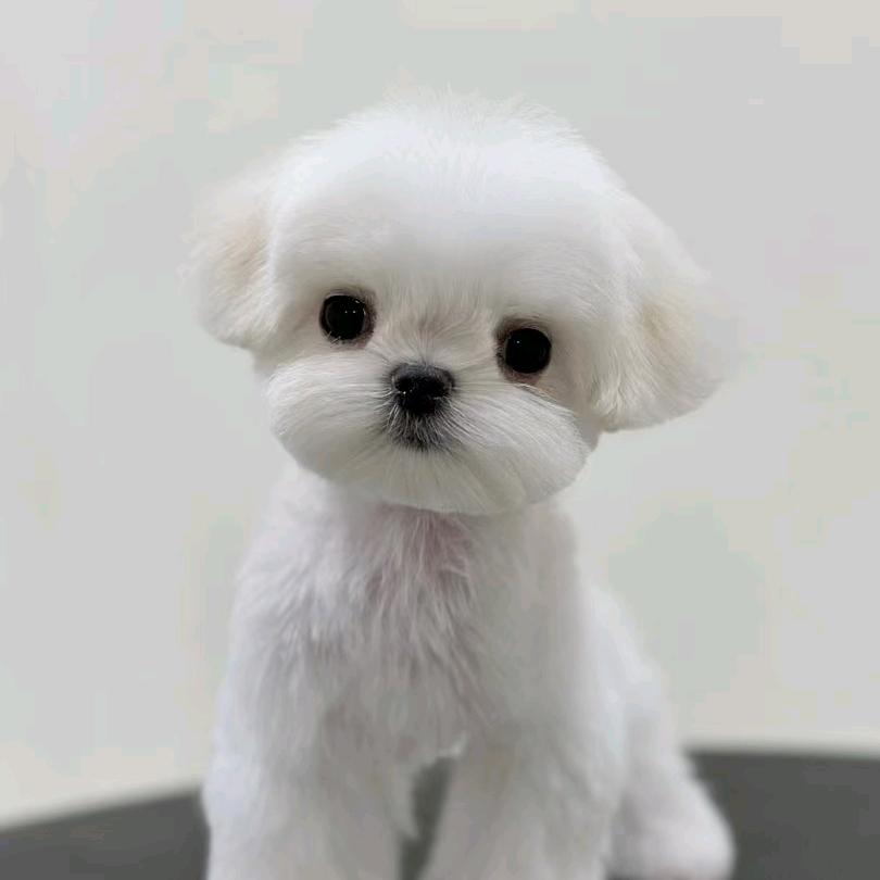 可爱多犬舍马尔济斯比熊