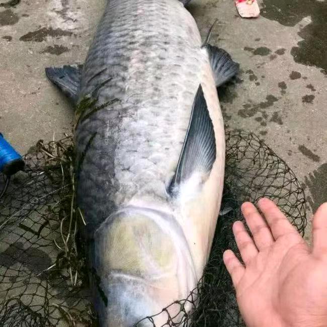 床垫大物娱乐