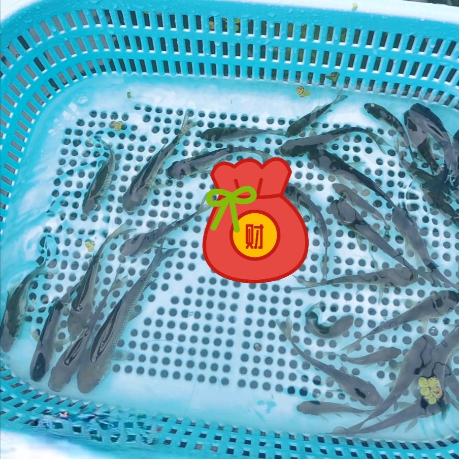 焱垚鑫绿色生态种养殖(产地直供)