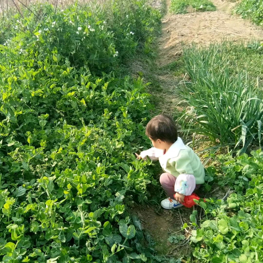 甘