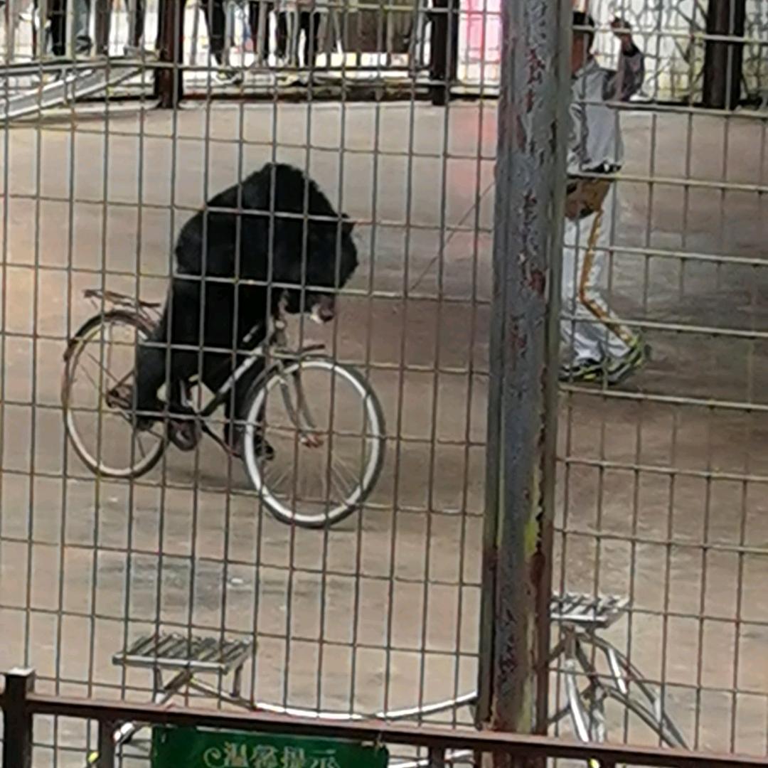 小 白