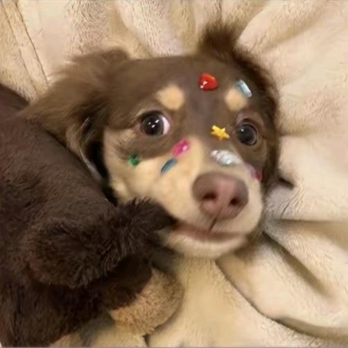 羊羊不吃羊肉🌕