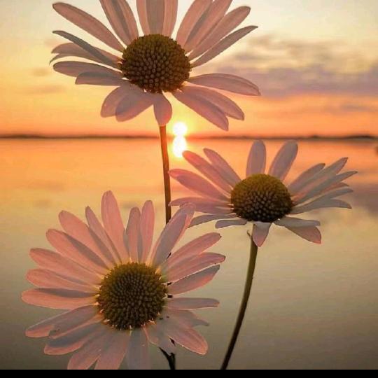 ꫛ心想事橙🍊꧔ꦿ᭄