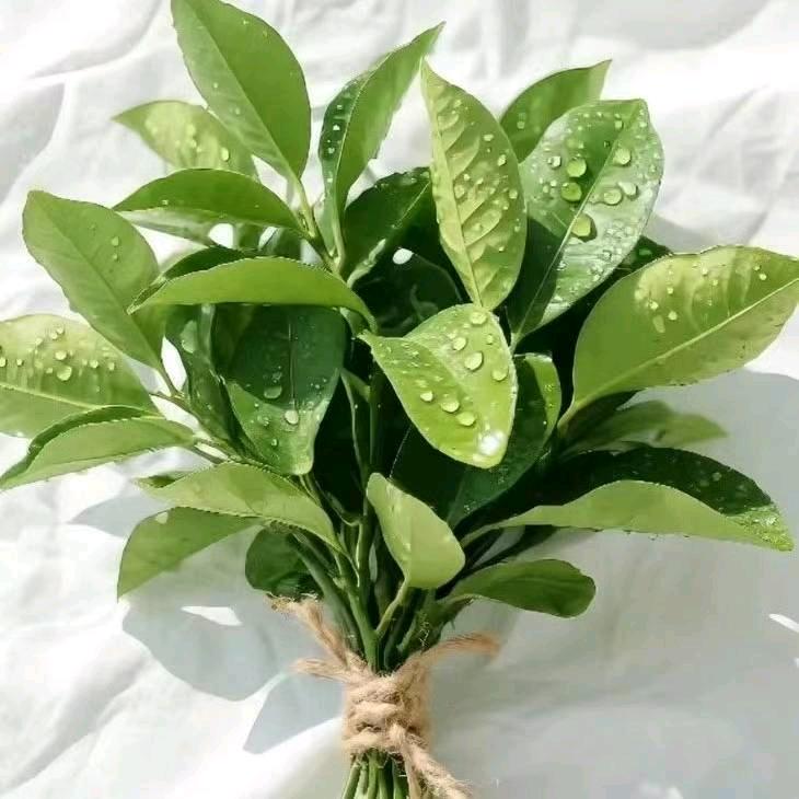 佑安妈妈（星星⭐️）